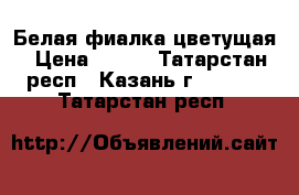 Белая фиалка цветущая › Цена ­ 100 - Татарстан респ., Казань г.  »    . Татарстан респ.